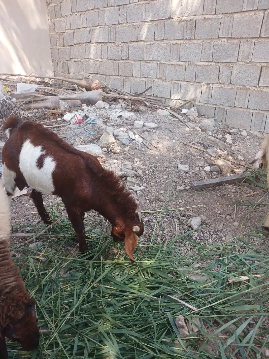 کهره نر|حیوانات مزرعه|چغادک, |دیوار