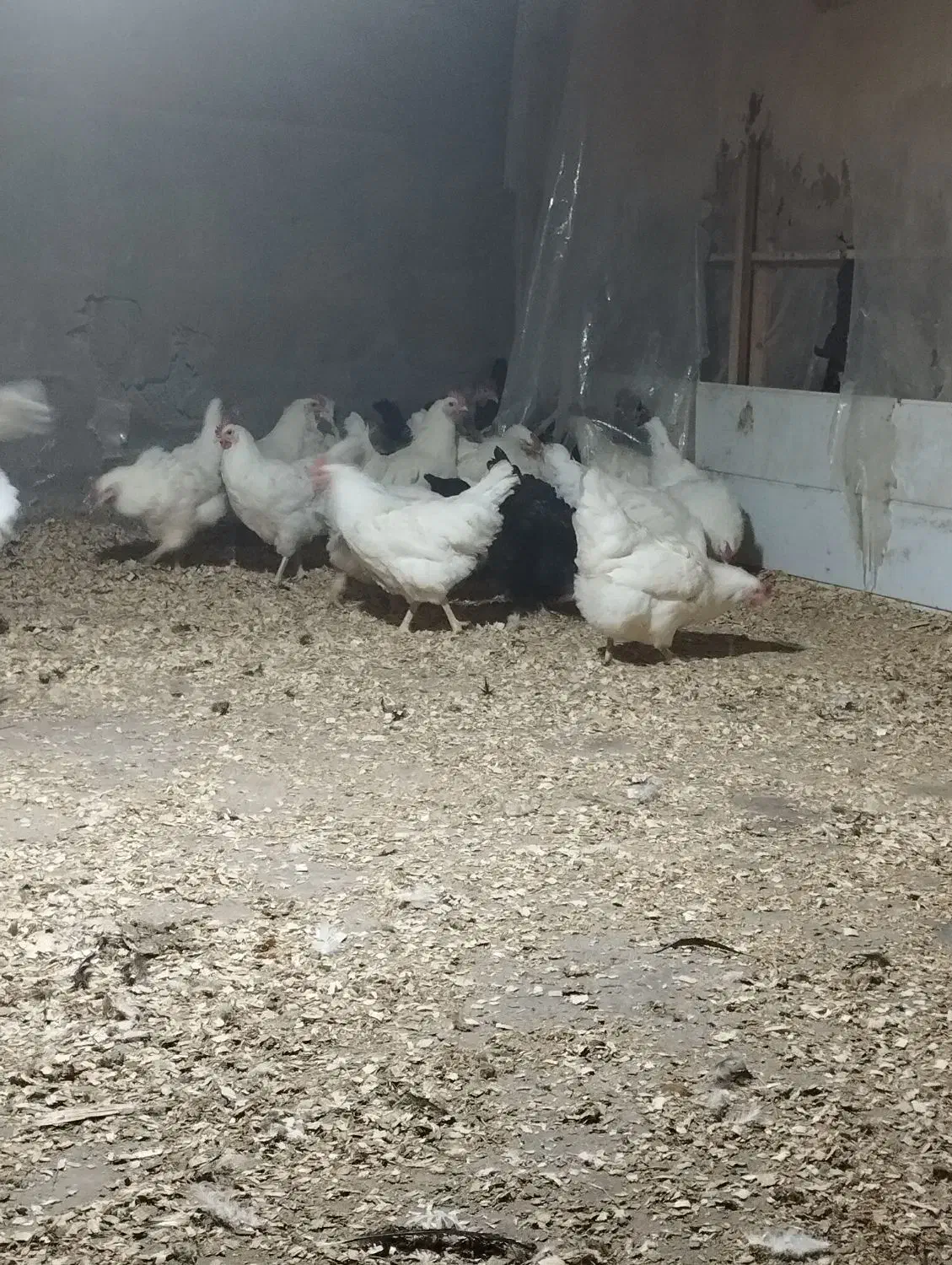 مرغ  محلی و برسه فرانسه|حیوانات مزرعه|شیرود, |دیوار