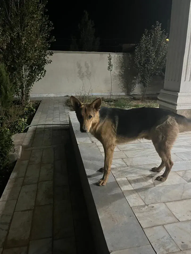 گمشده|حیوانات|کرمان, |دیوار