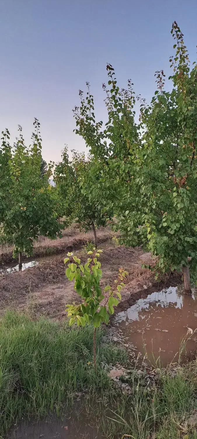 باغ دور فنس و درختان بارده با یک ساعت حق آبه|فروش خانه و ویلا|یامچی, |دیوار