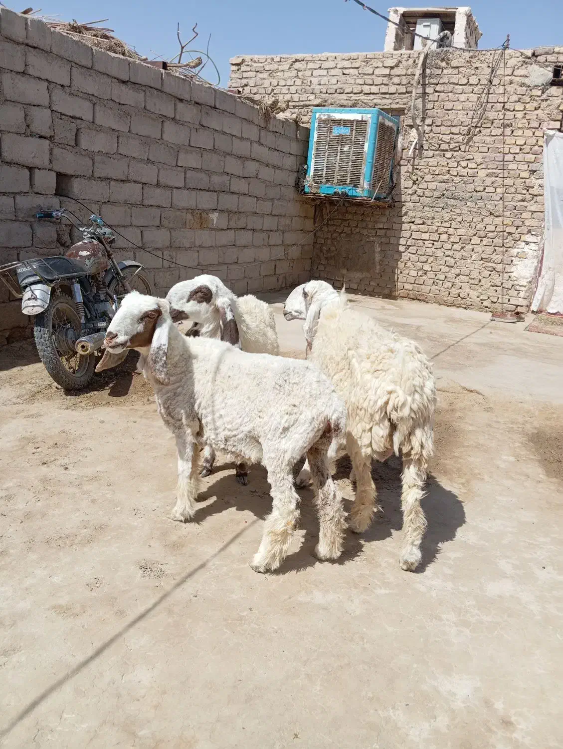 سه تا گوسفند پاکستانی جوان دوقلوزاه ابست|حیوانات مزرعه|زابل, |دیوار
