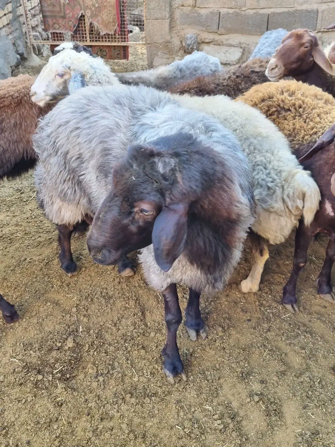نر بره و قوچ هترو|حیوانات مزرعه|شاهرود, |دیوار