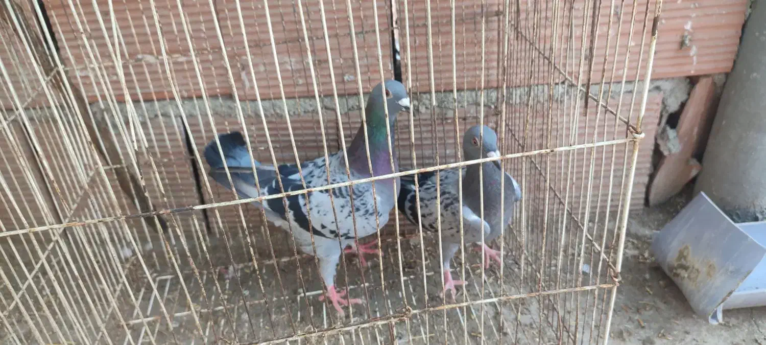 کفتر|پرنده|نگین شهر, |دیوار