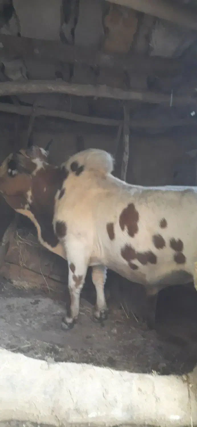 ورزا کل|حیوانات مزرعه|لاهیجان, کوی زمانی|دیوار