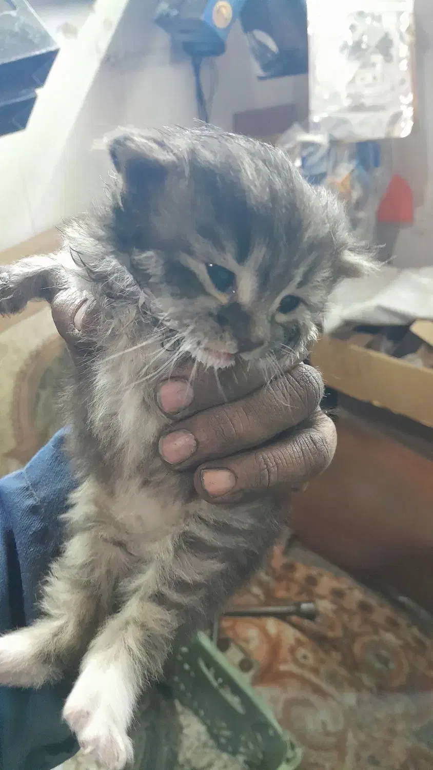 دوتا بچه گربه ناز|گربه|اهر, |دیوار