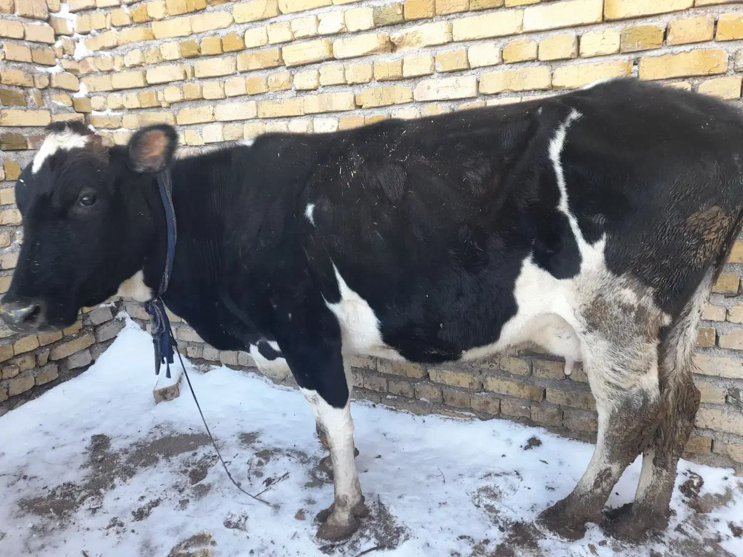 گاوشیری|حیوانات مزرعه|ضیاء آباد, |دیوار