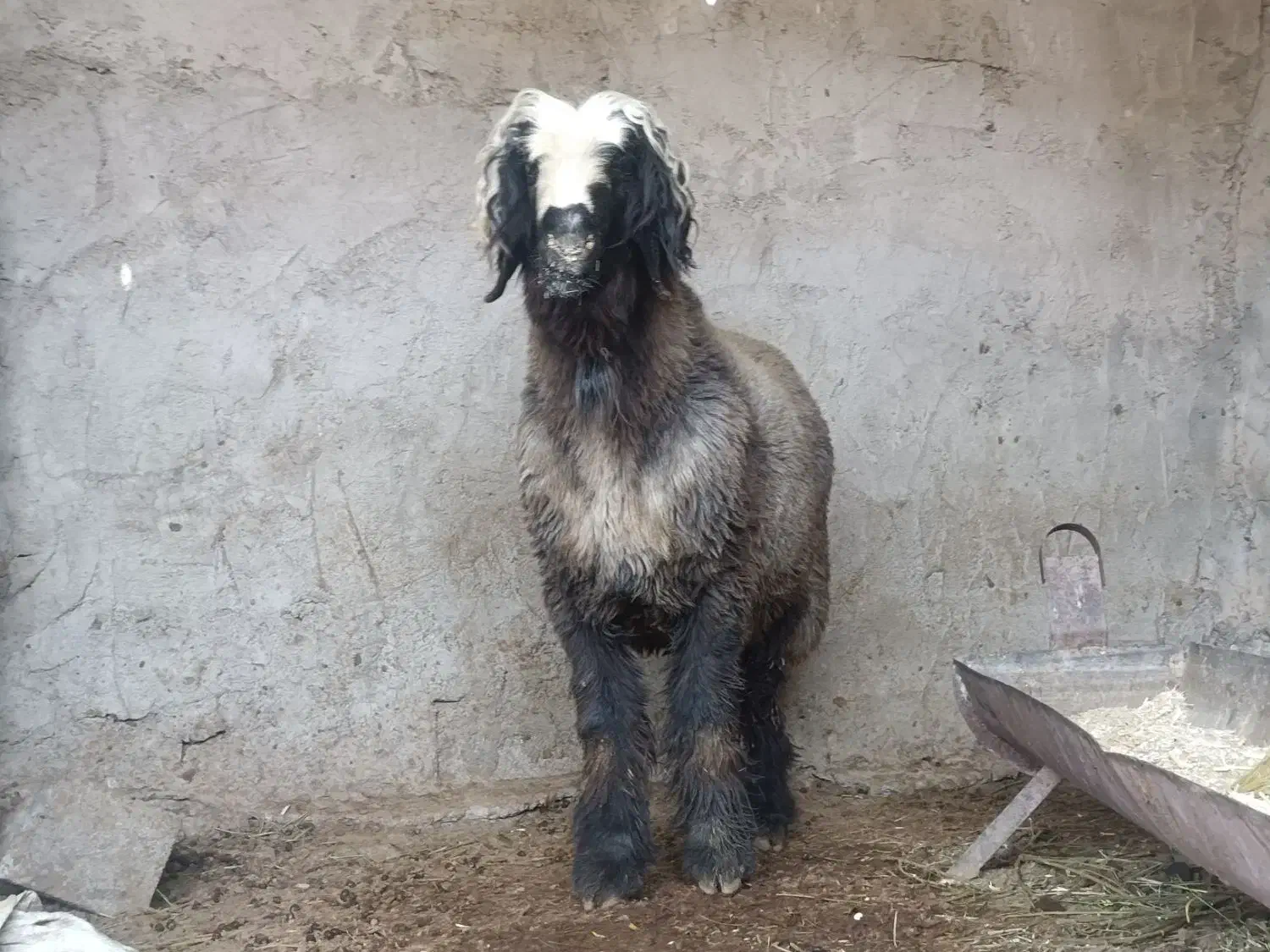 شیشک قوچ ترکی|حیوانات مزرعه|خرامه, |دیوار