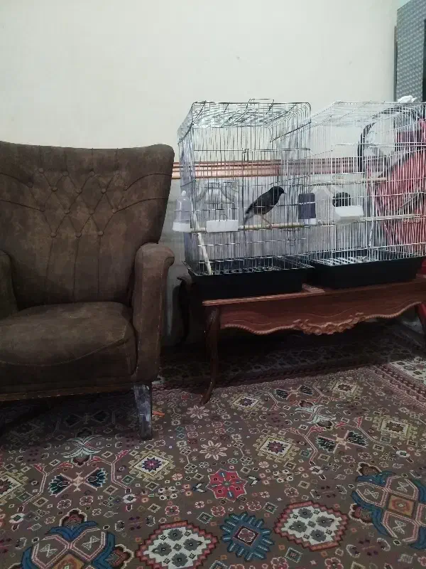 فروش مرغ مینا|پرنده|بند زرک, |دیوار