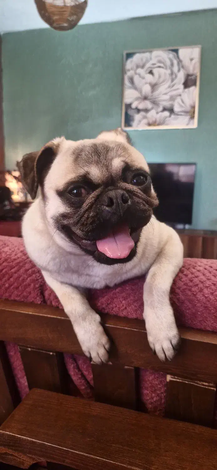 پاگ تربیت شده|سگ|پردیس, فاز ۳|دیوار