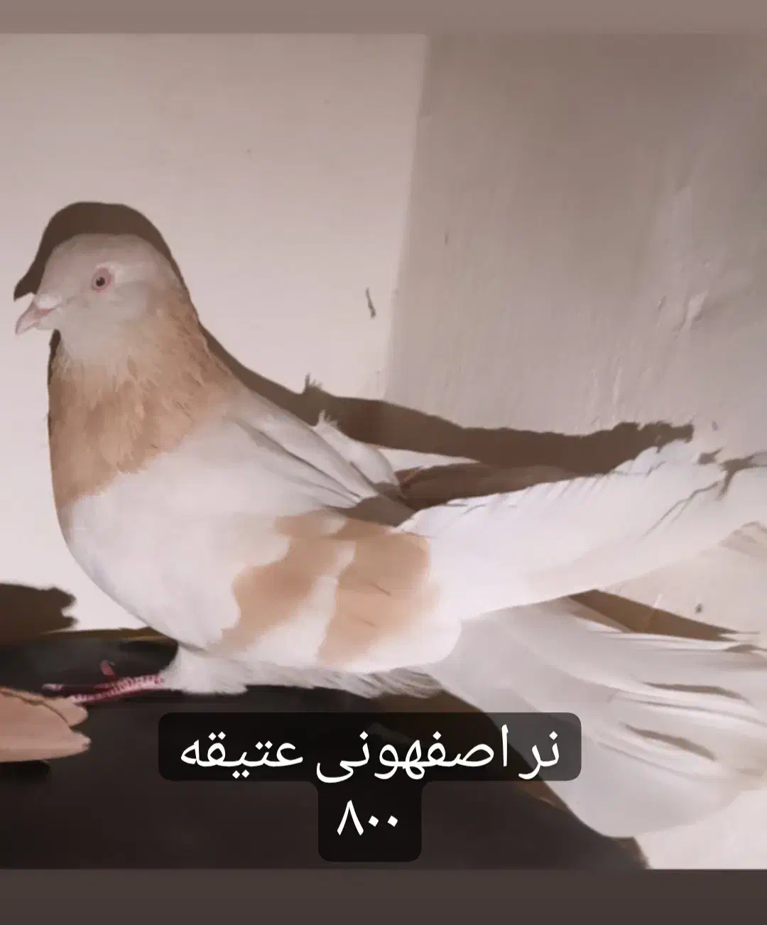 زرد اصفهونی کله ای و سرخ تهرونی|پرنده|فولادشهر, مسکن مهر فولادشهر|دیوار