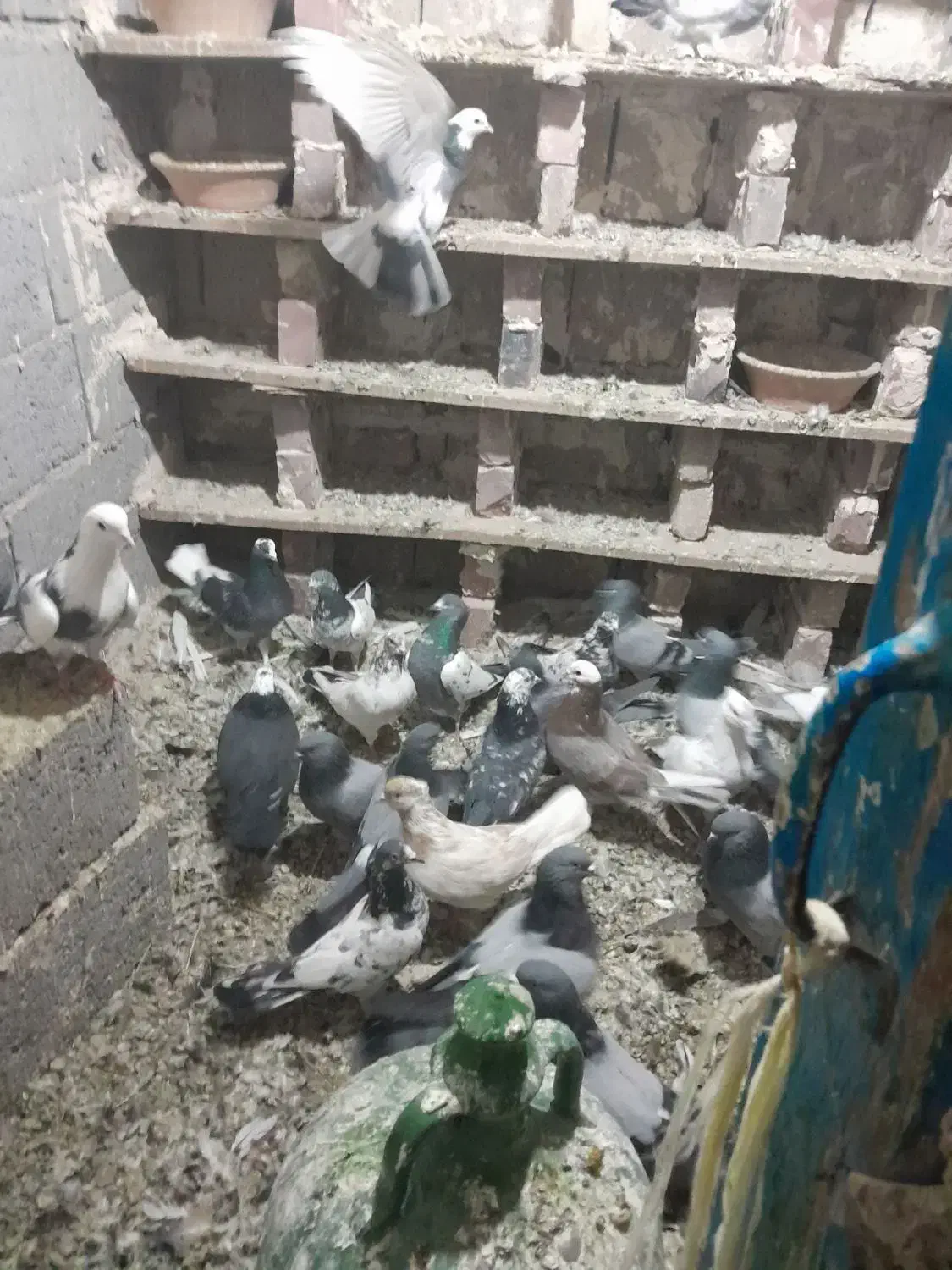 سالم و سرحال|پرنده|لیلان, |دیوار