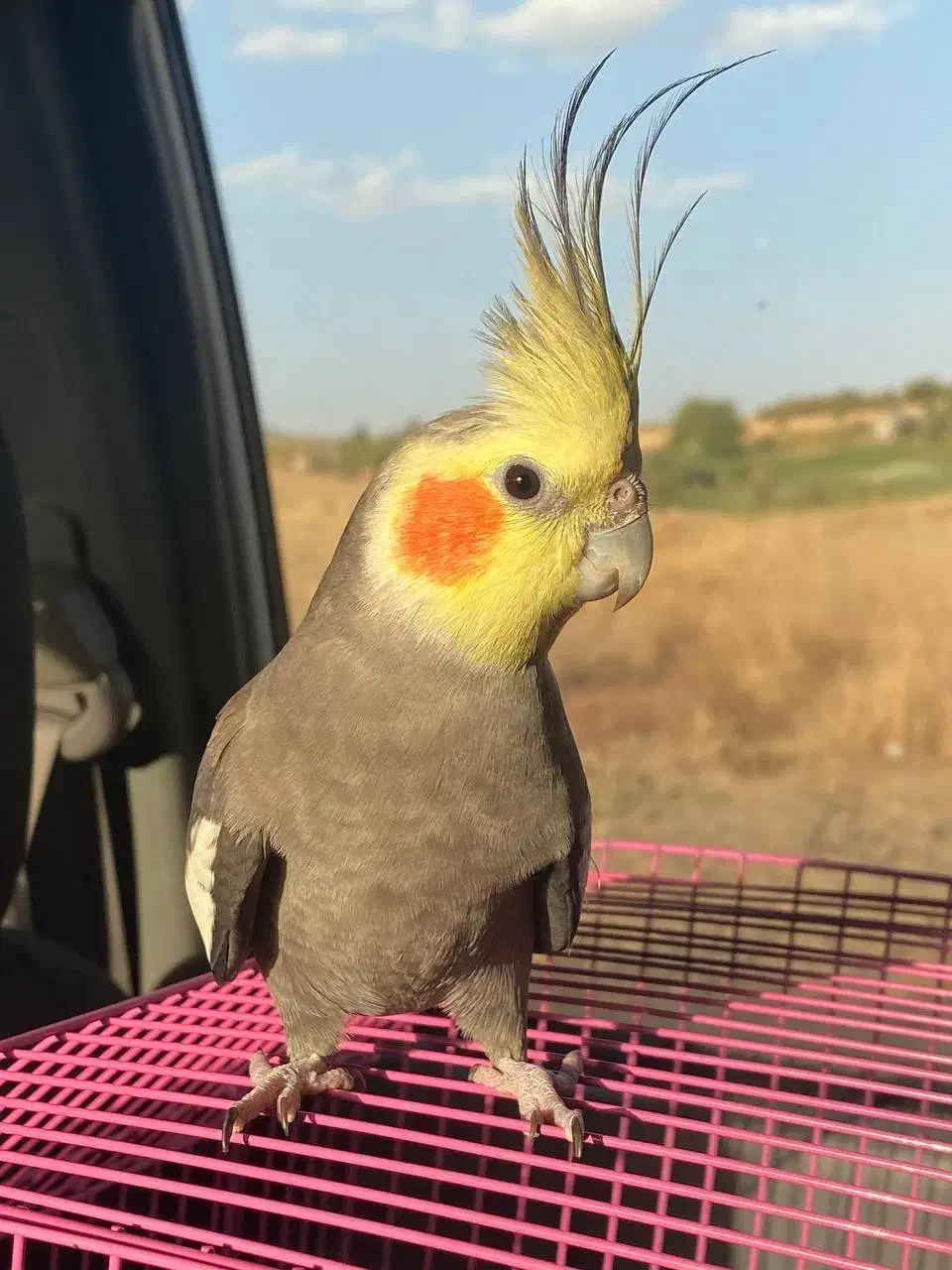 عروس هلندی|پرنده|مریوان, |دیوار