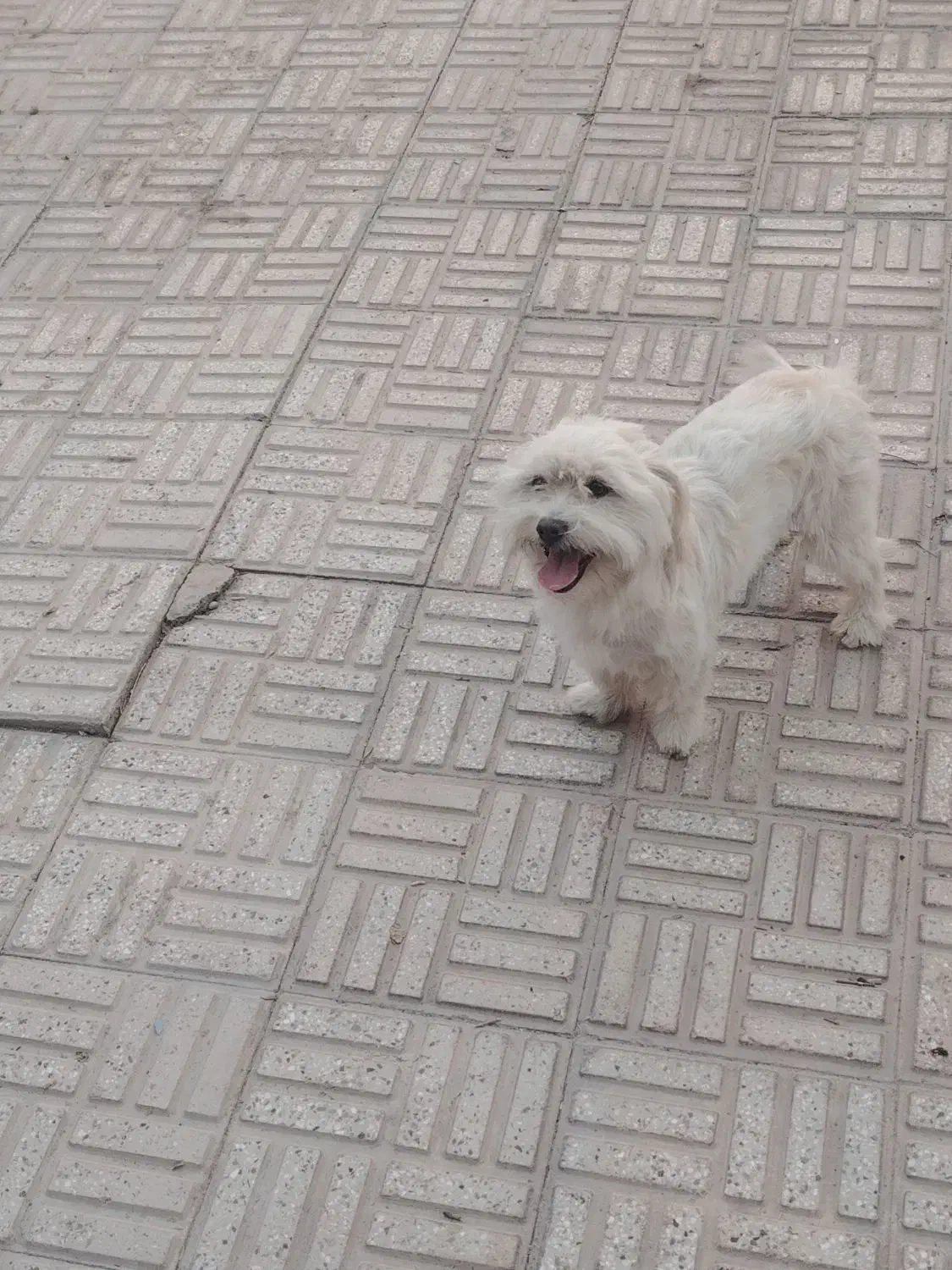 سگ نژادشیتزو|سگ|مبارکه, |دیوار