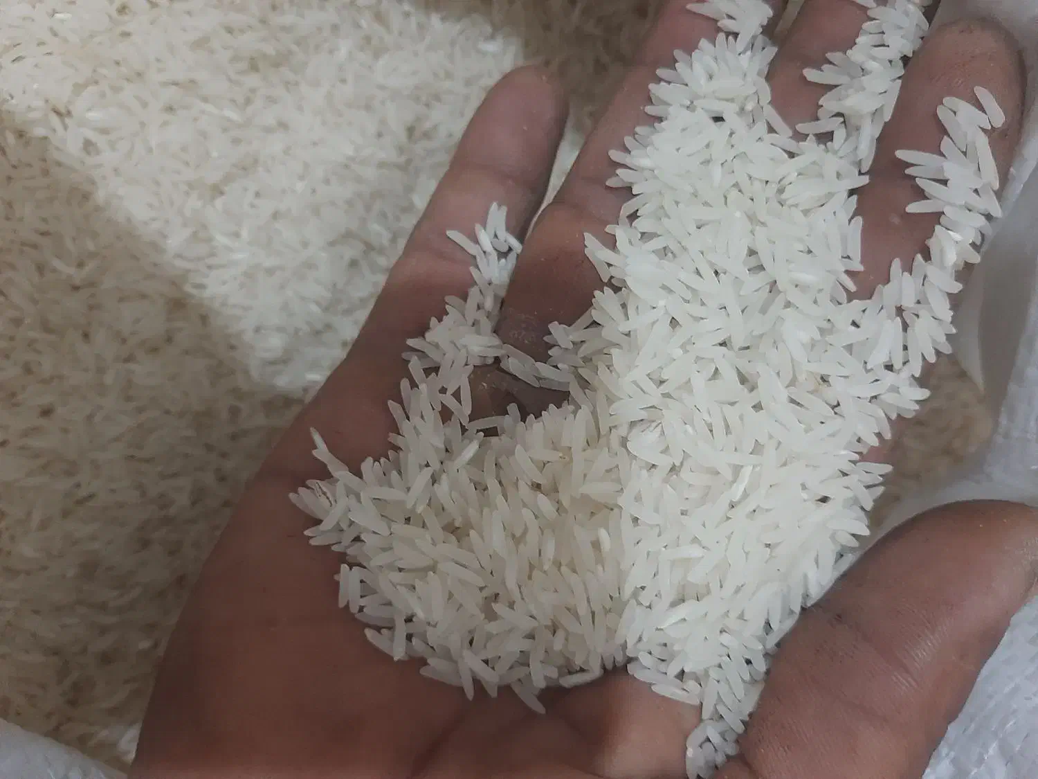 برنج فجر سوزنی|عمده‌فروشی|آق قلا, |دیوار