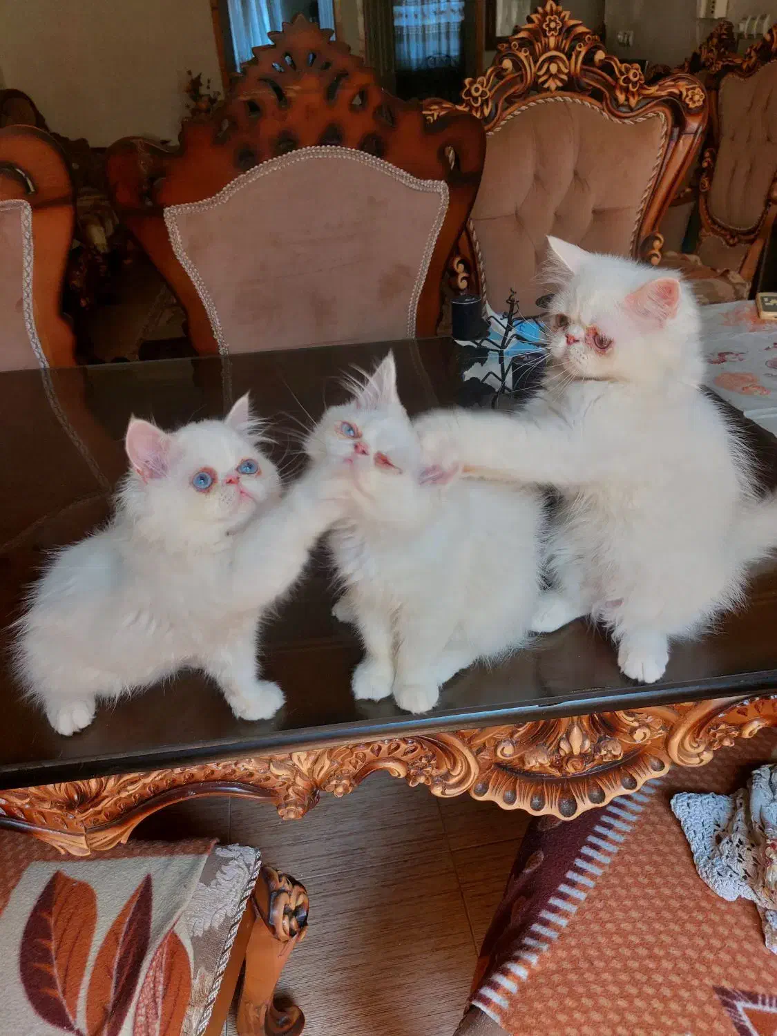 پرشین خالص|گربه|رشت, استقامت ۱|دیوار