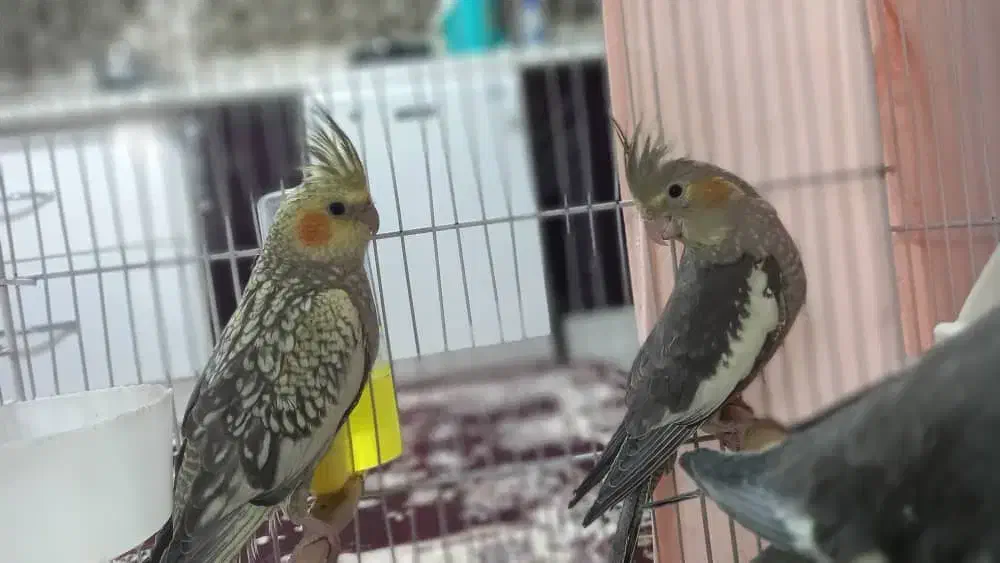 جوجه عروس هلندی ۵ ماهه|پرنده|بومهن, |دیوار