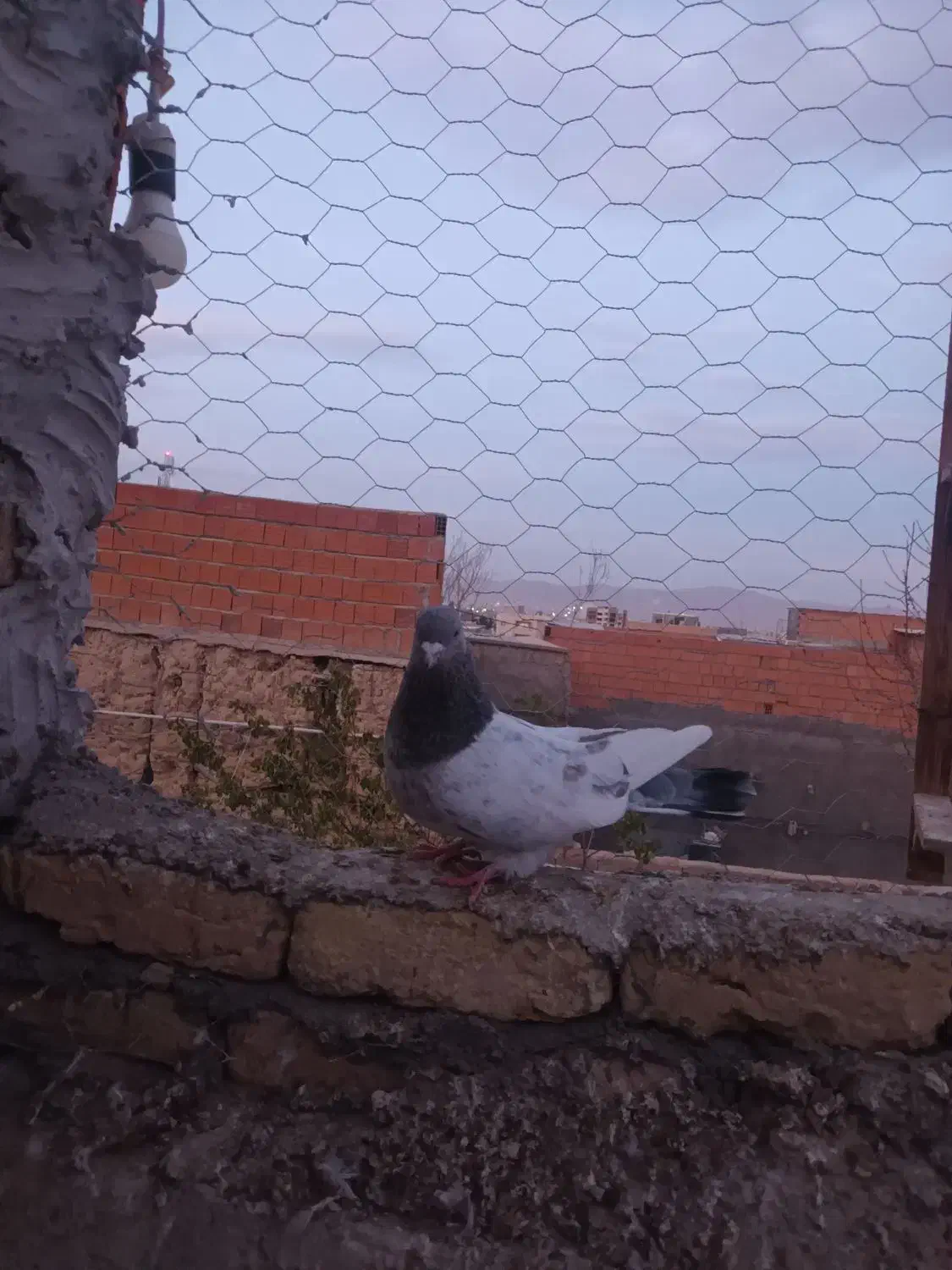 کله دم|پرنده|بجنورد, |دیوار