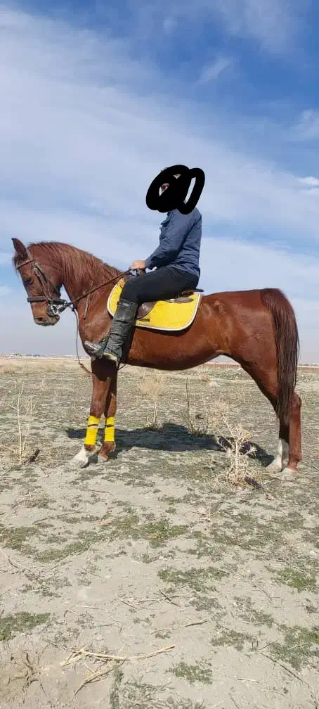 مادیان|اسب و تجهیزات اسب‌سواری|طسوج, |دیوار