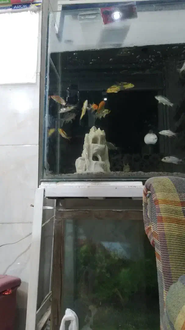 آکواریوم|ماهیگیری|کرمان, |دیوار