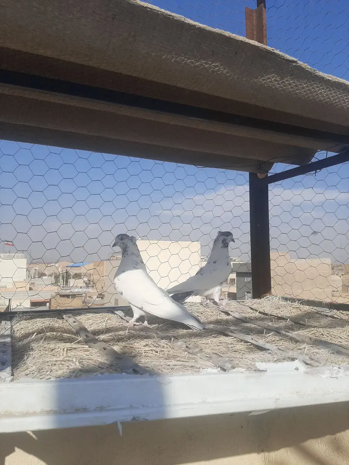 ۱۰ جفت|پرنده|قلعه نو, |دیوار