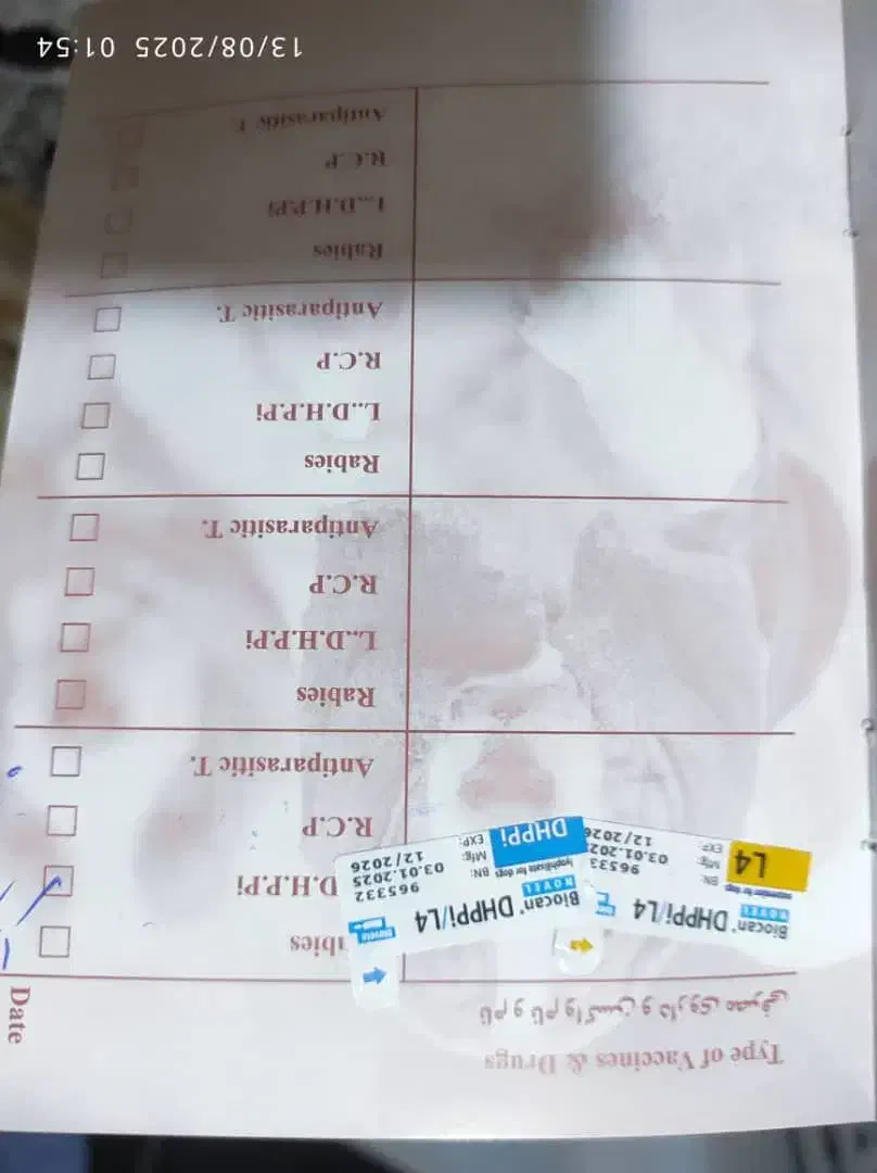 سگ پاکوتاه فروشی|سگ|نیک شهر, |دیوار