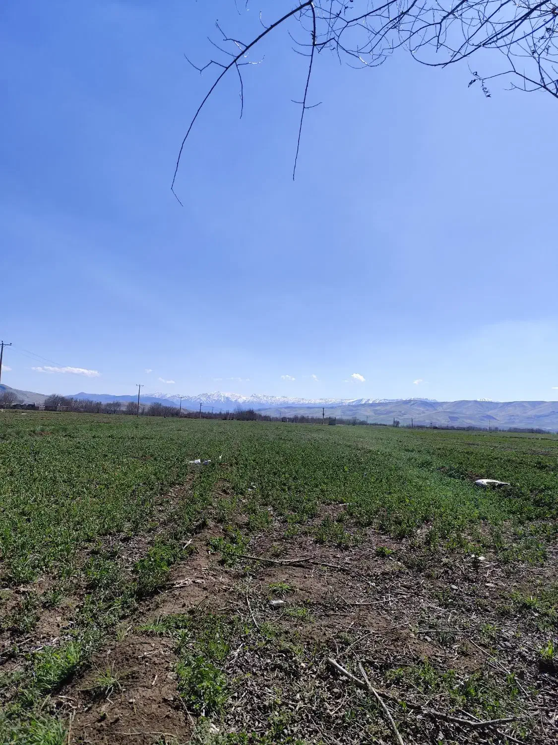 زمین کشاورزی آبی نیم هکتار|فروش دفتر صنعتی، کشاورزی، تجاری|الشتر, |دیوار