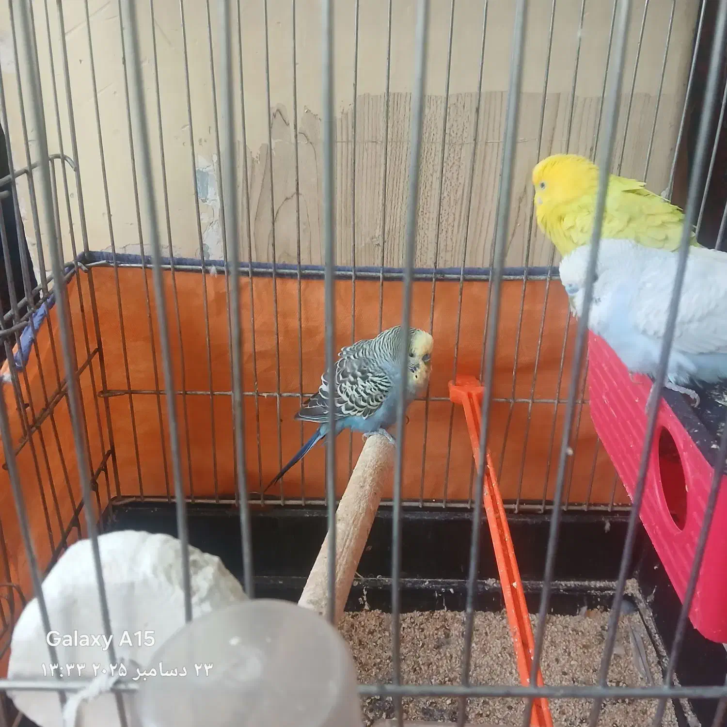 300000|پرنده|خمین, |دیوار