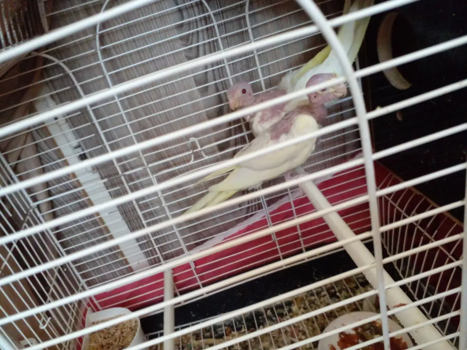 عروس هلندی|پرنده|قم, مجیدیه|دیوار