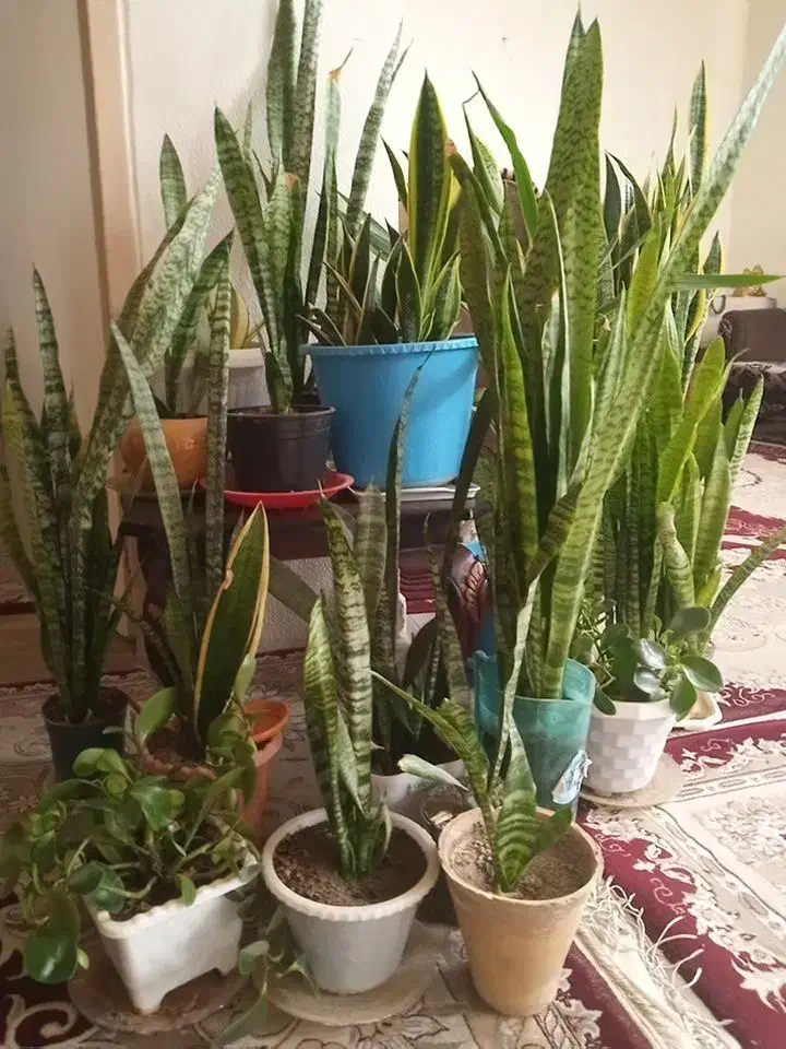 گل طبیعی سانسوریا|گل و گیاه طبیعی|معصومیه, |دیوار