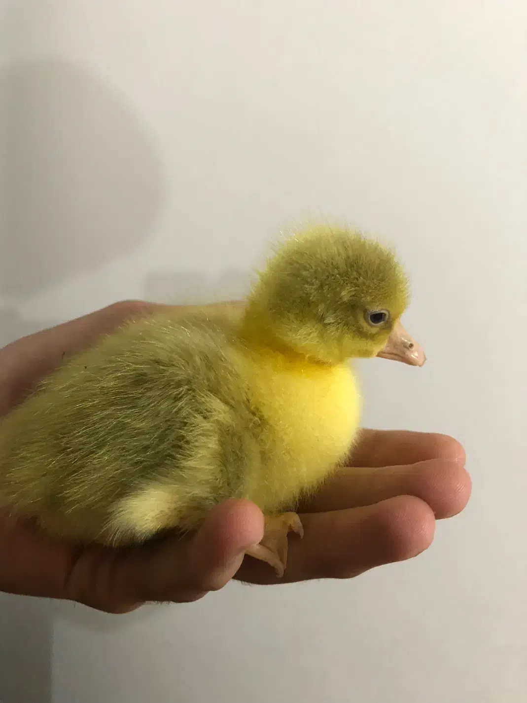 جوجه غاز محلی سرحال|حیوانات مزرعه|ساری, |دیوار