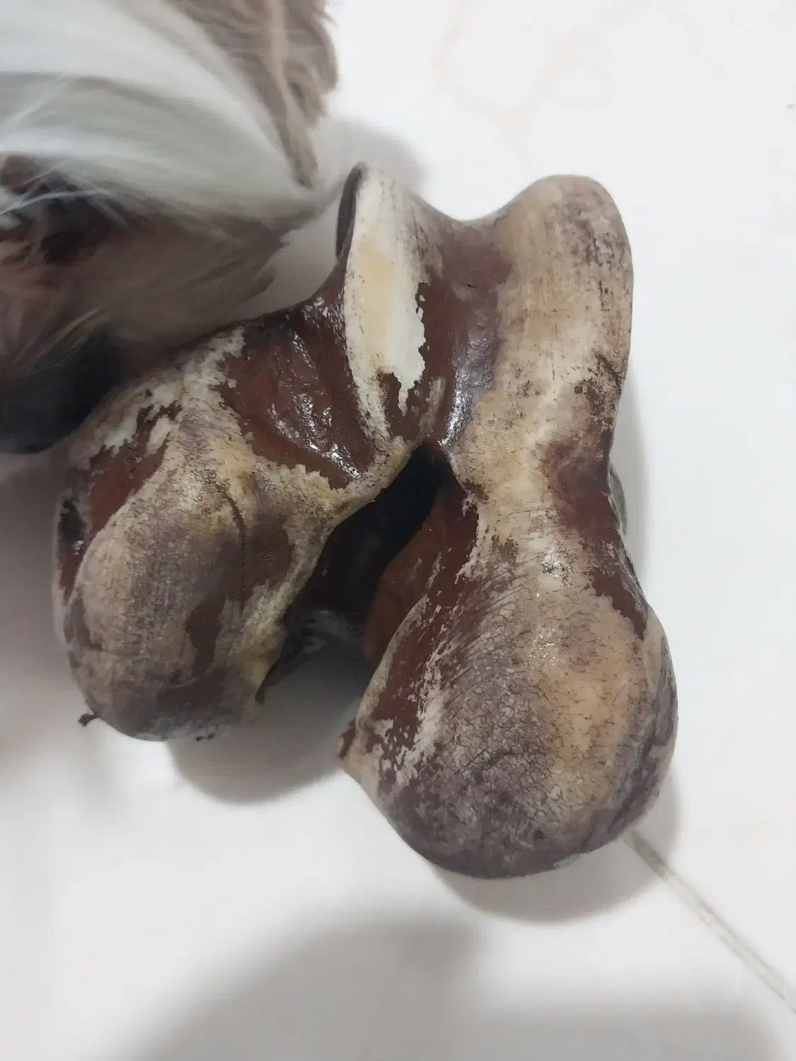 زیر سیگاری|صنایع دستی و سایر لوازم تزئینی|تهران, امیریه|دیوار