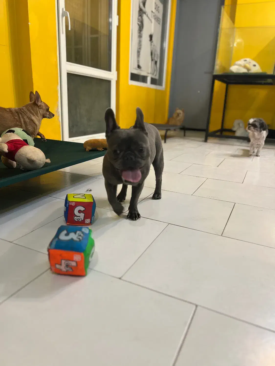 هتل پانسیون سگها شرق و شمال شرق|خدمات پیشه و مهارت|تهران, سوهانک|دیوار