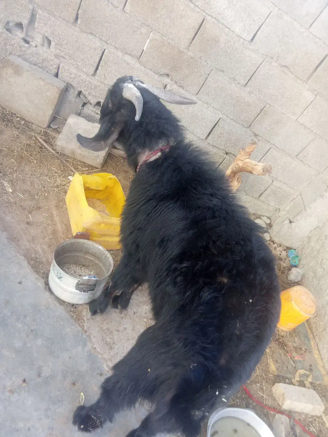 بز نر|حیوانات مزرعه|چابهار, |دیوار