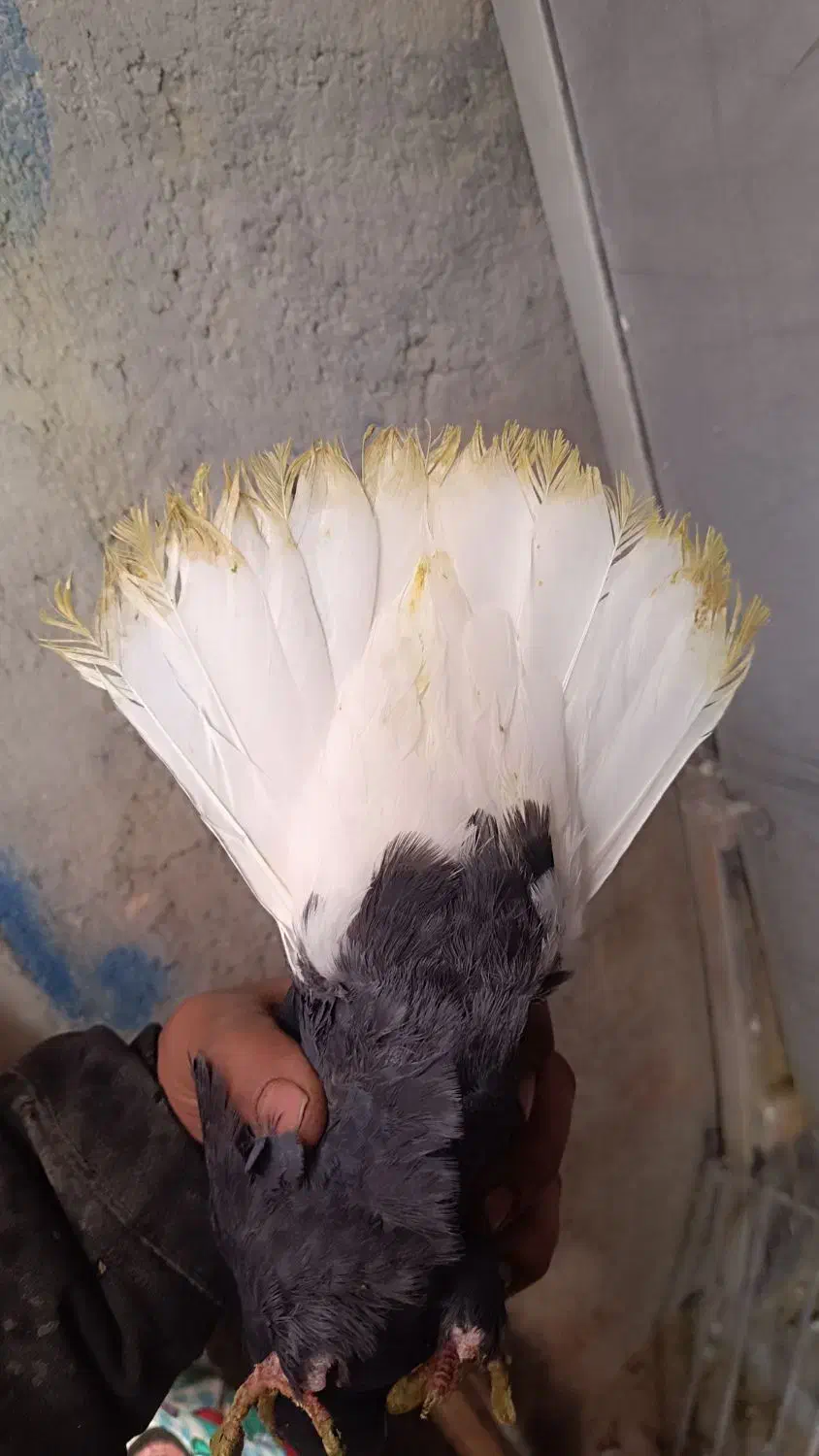 نرماده کلاغ دم سفید عروسک|پرنده|کرمان, |دیوار