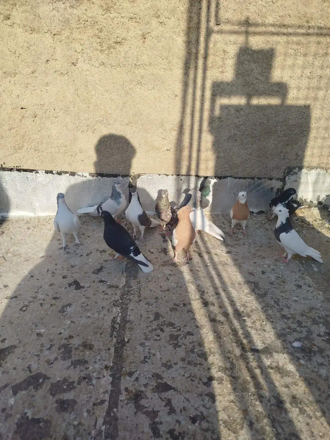 15 تا هست بهبهانی|پرنده|شیراز, سلطان آباد|دیوار