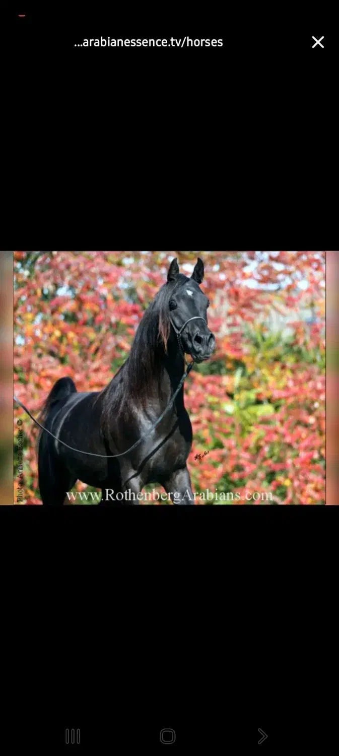 کرایه اسب و آموزش اسب سواری و سوارکاری|اسب و تجهیزات اسبسواری|تبریز, |دیوار