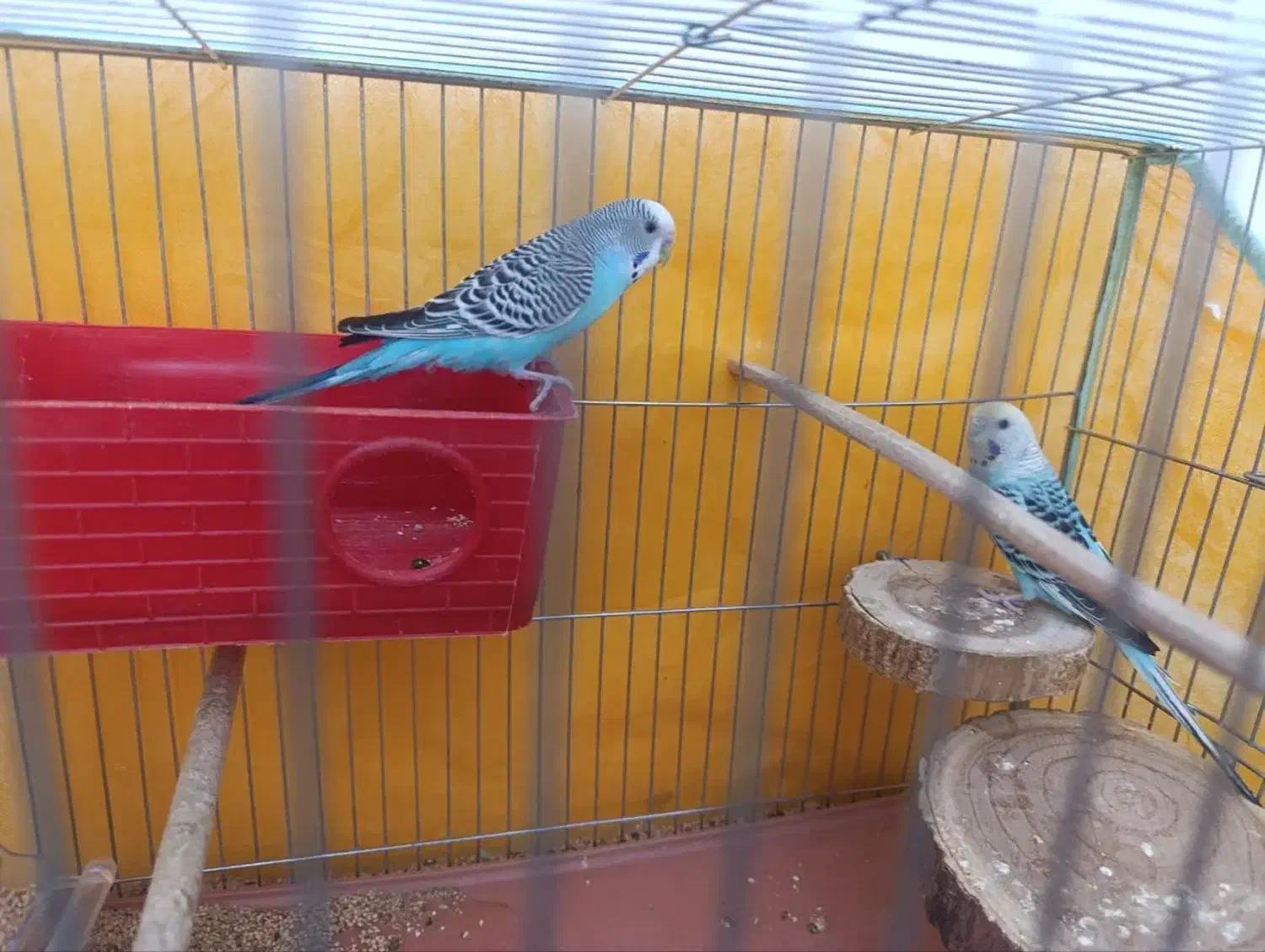 یه جفت مرغ عشق|پرنده|قم, چهار مردان|دیوار