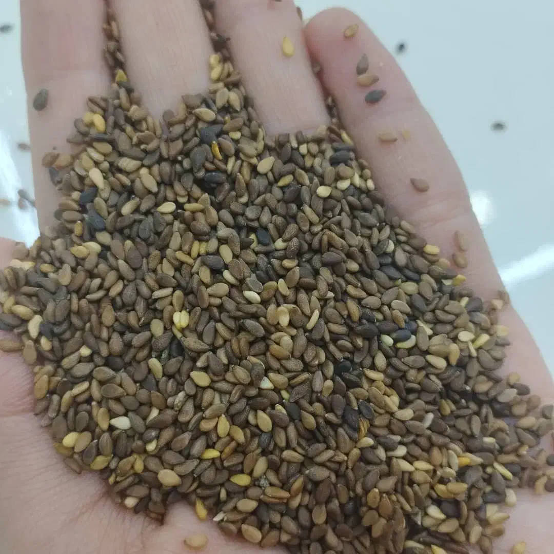 کنجد قهوه‌ای|عمده‌فروشی|پلدختر, |دیوار