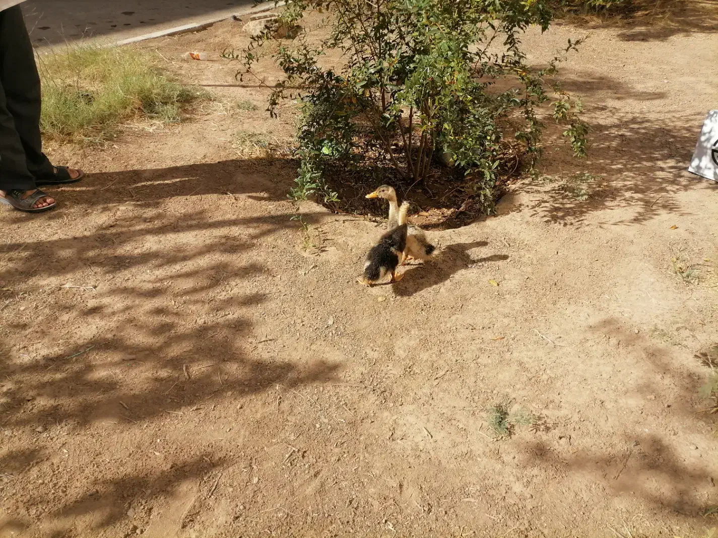 جوجه اردک 40 روزه|حیوانات مزرعه|قم, پردیسان|دیوار