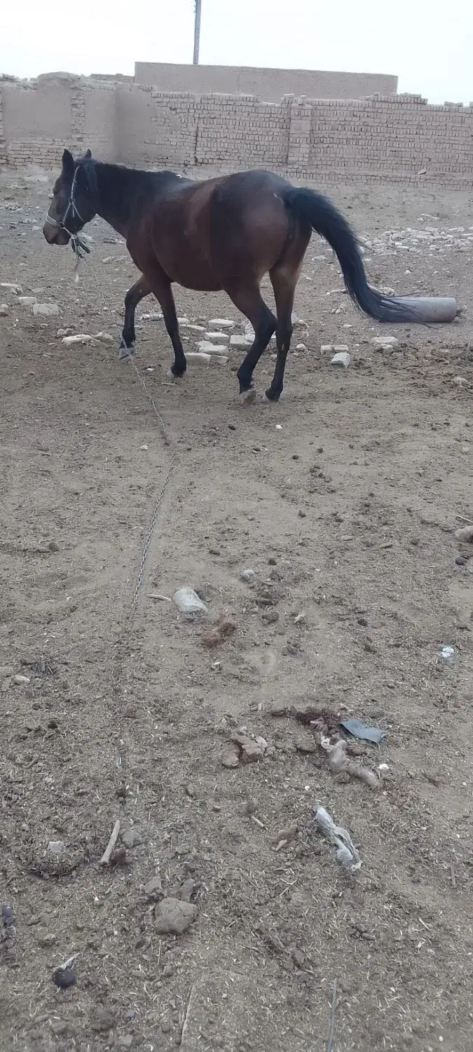 مادیان|اسب و تجهیزات اسب‌سواری|نظرآباد, احمد آباد|دیوار