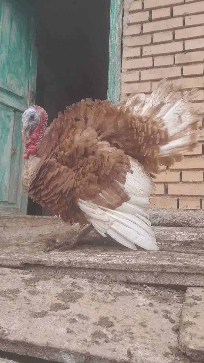 بوقلمون طبیعی نر هم گوشتی هم زینتی هم مولدی|حیوانات مزرعه|مشگین شهر, |دیوار