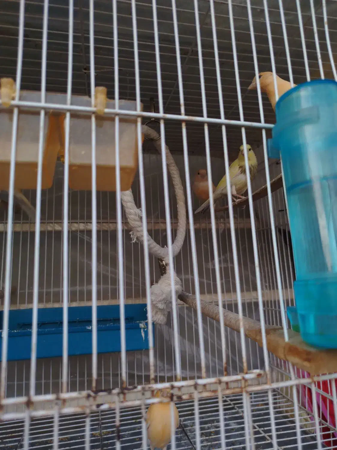 قناری|پرنده|مشهد, کارگران|دیوار