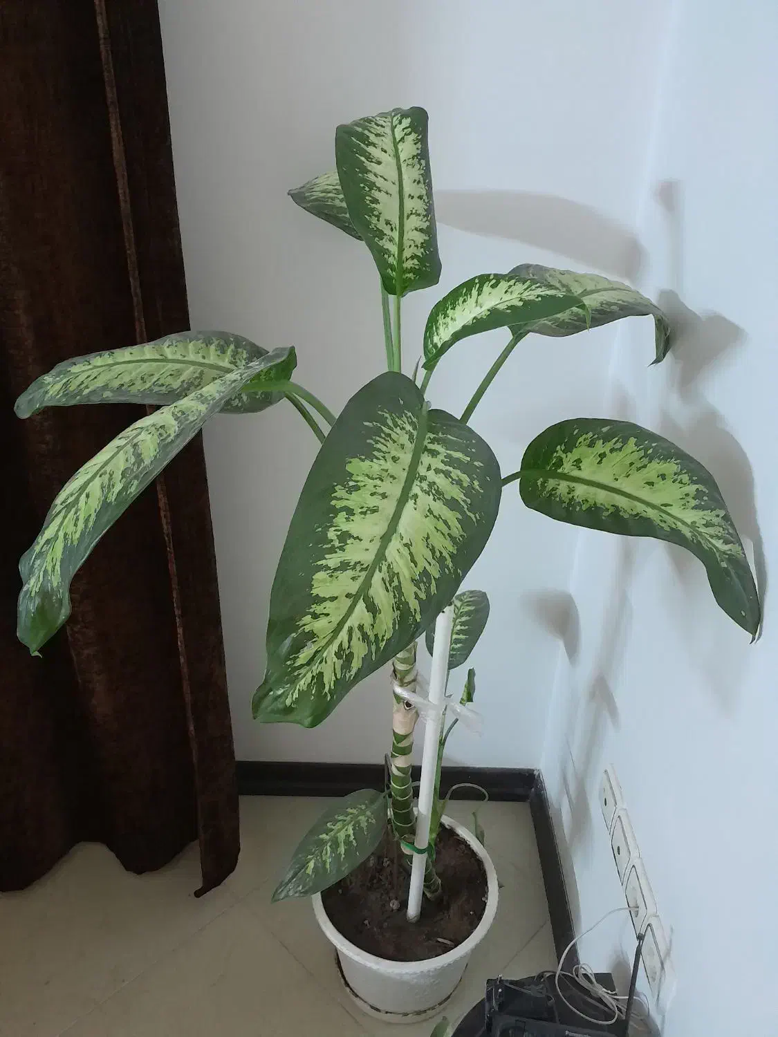 گل دیفن باخیا شاداب و سر حال|گل و گیاه طبیعی|اصفهان, شهرک زاینده رود|دیوار