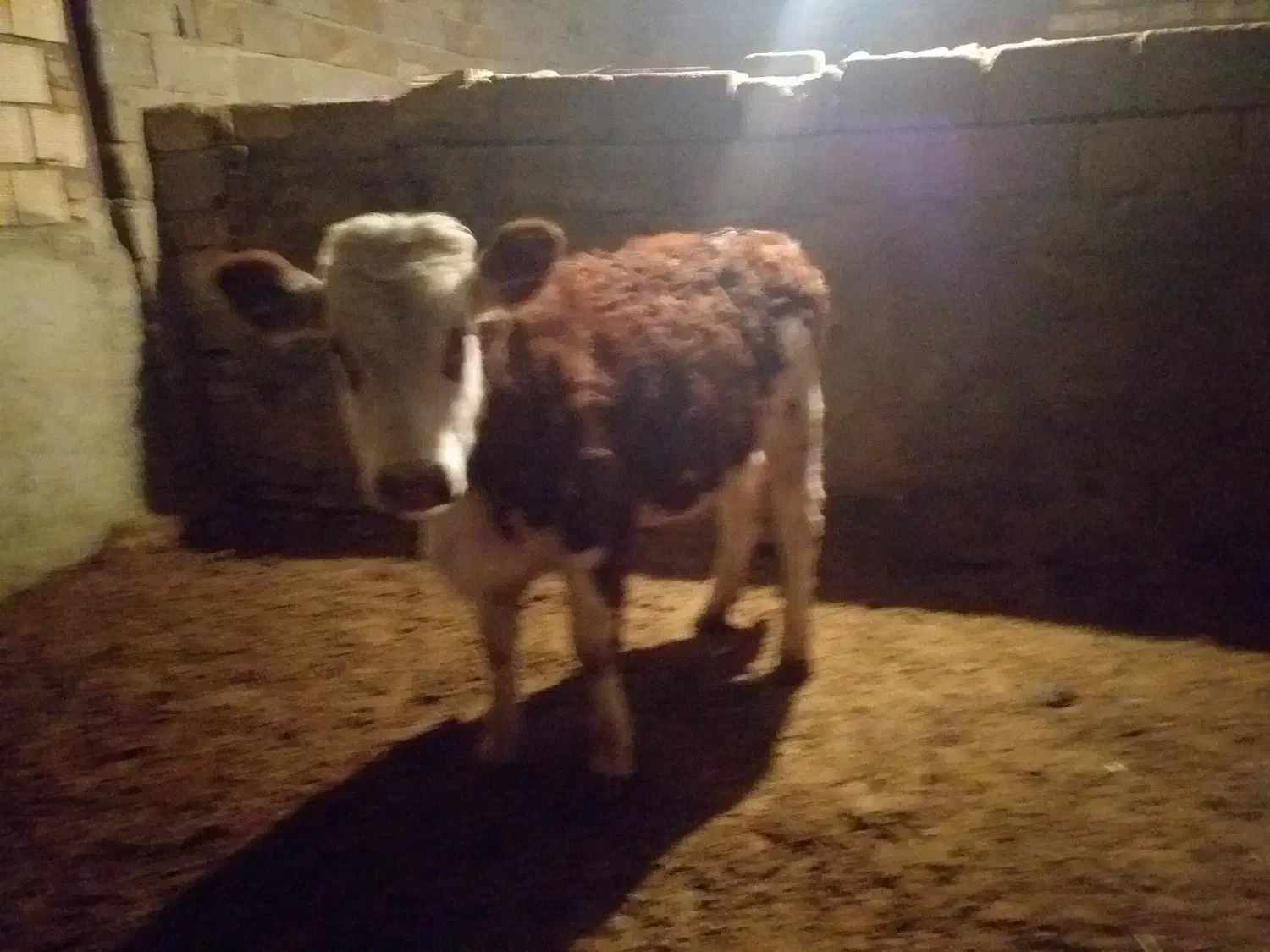 گوساله|حیوانات مزرعه|نظرآباد, رسالت|دیوار