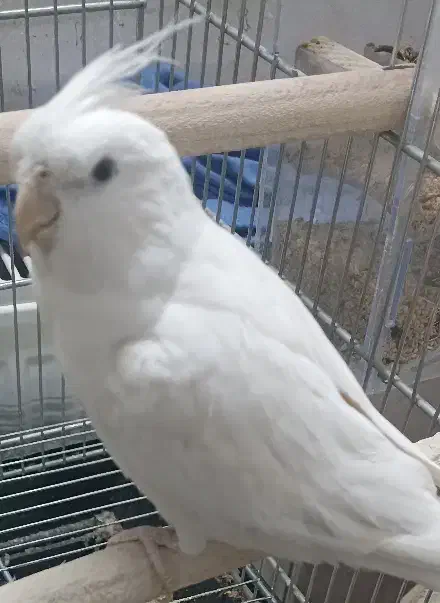 عروس هلندی البینو|پرنده|اصفهان, صدف|دیوار