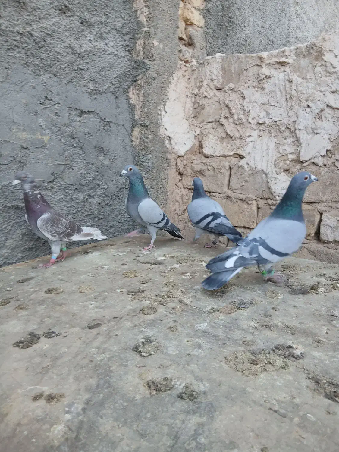 کبوتر مسافتی پلاکی|پرنده|حمیدیا, |دیوار