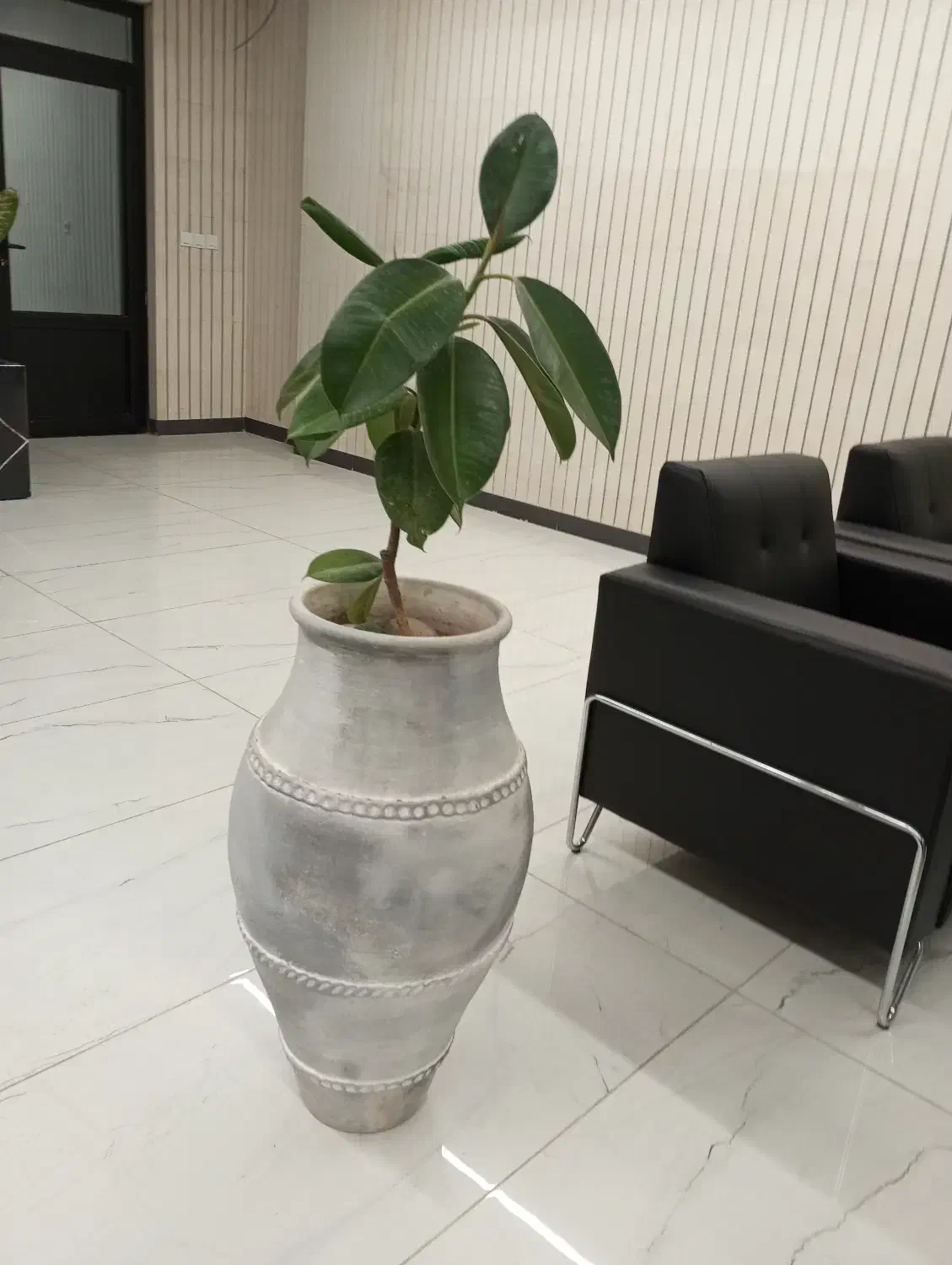 گل و گیاه اپارتمانی|گل و گیاه طبیعی|بیرجند, |دیوار