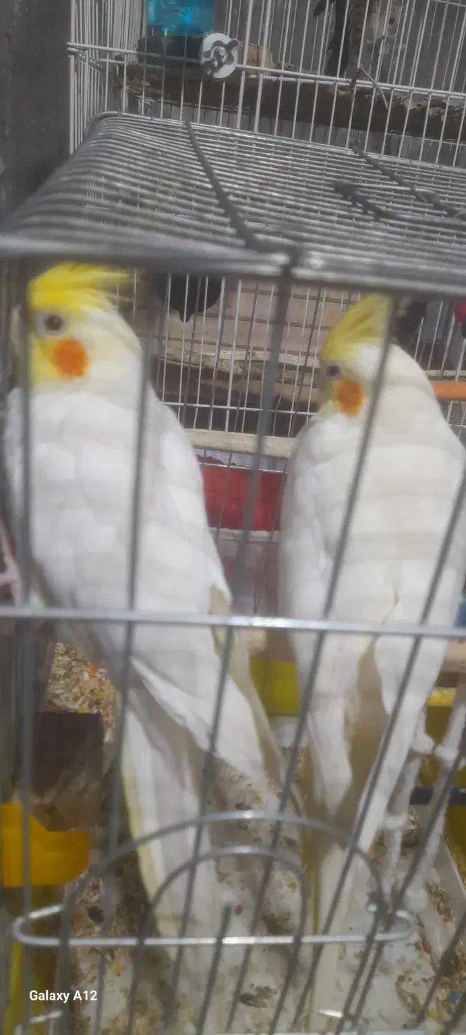 عروس هلندی سخنگو|پرنده|بندرعباس, |دیوار