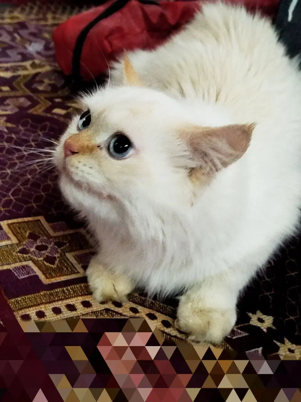 واگذاری|گربه|زاهدان, |دیوار