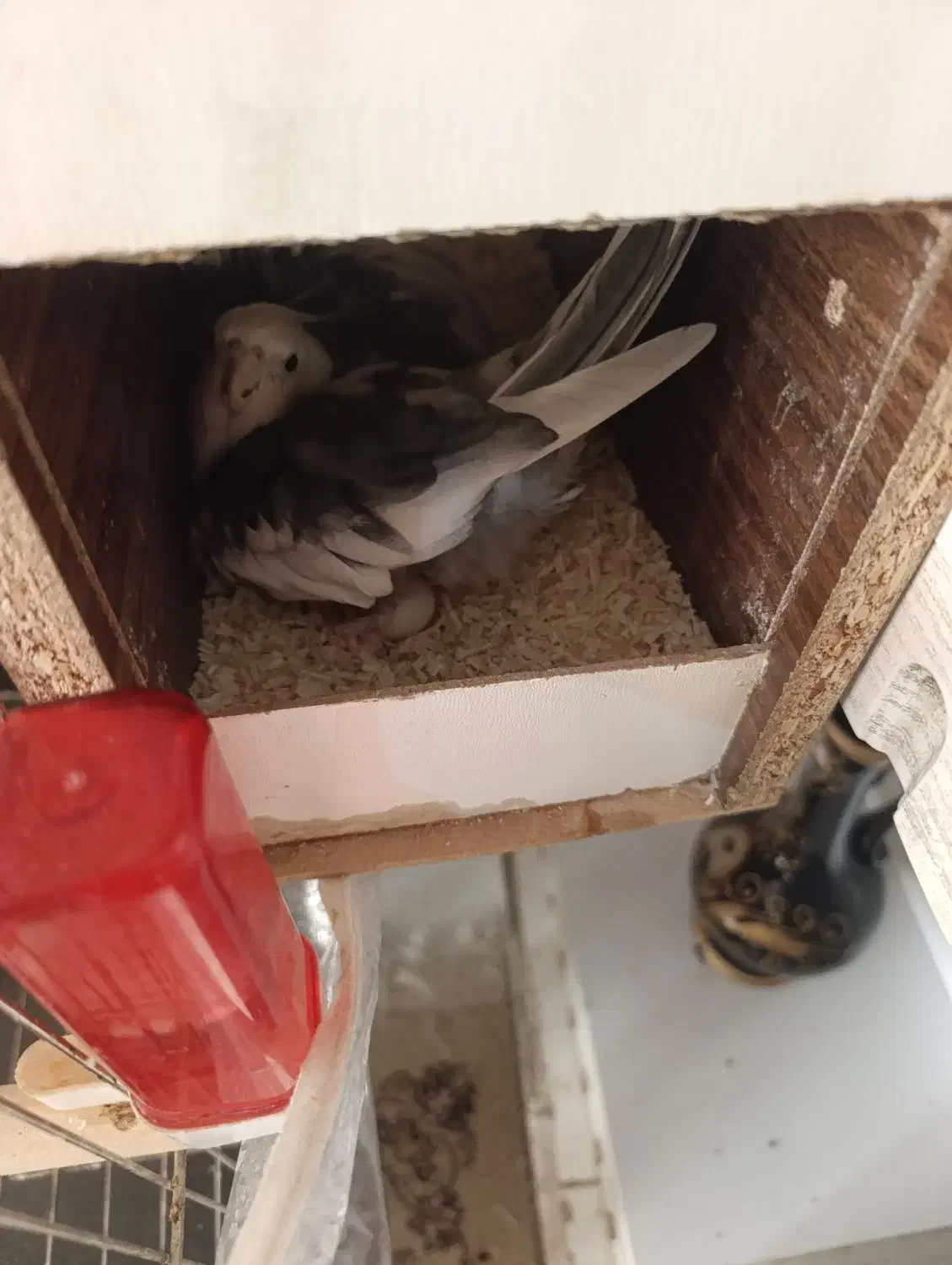 معاوضه عروس با قناری یا گرینچیک|پرنده|مشهد, شفا|دیوار